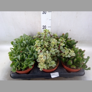 Crassula   ...mix