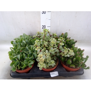 Crassula   ...mix
