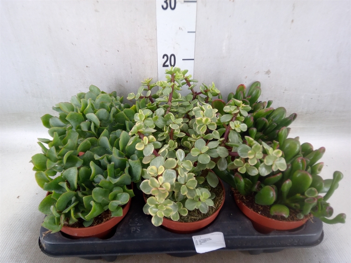 <h4>Crassula   ...mix</h4>