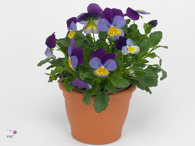 VIO CO D BL PUR WING