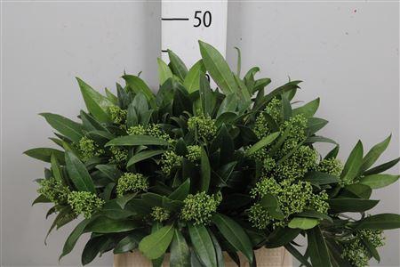 <h4>Skim C Kew Green Bs</h4>