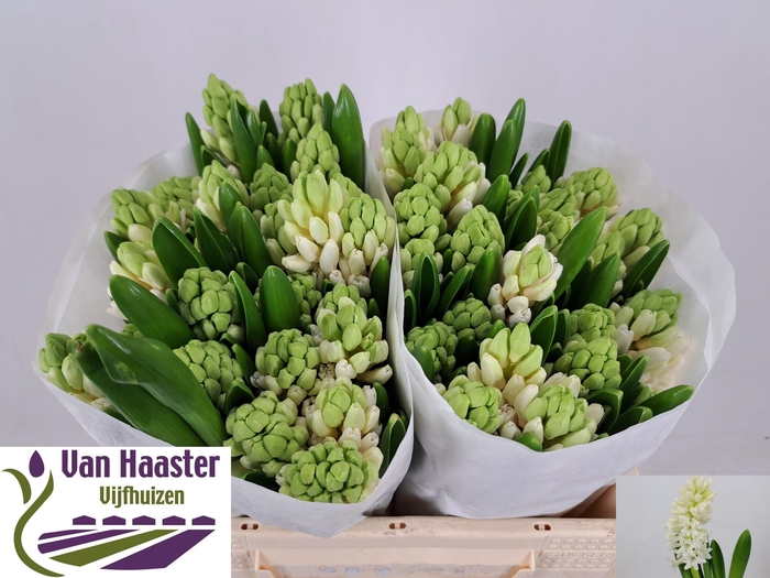 <h4>HYAC LOUVRE</h4>