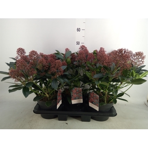 Skimmia jap. 'Rubella'