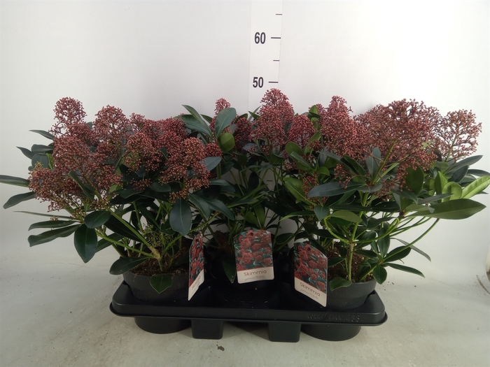 <h4>Skimmia jap. 'Rubella'</h4>