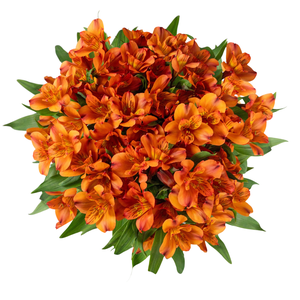 ALSTR HOT PEPPER 60CM Tessa