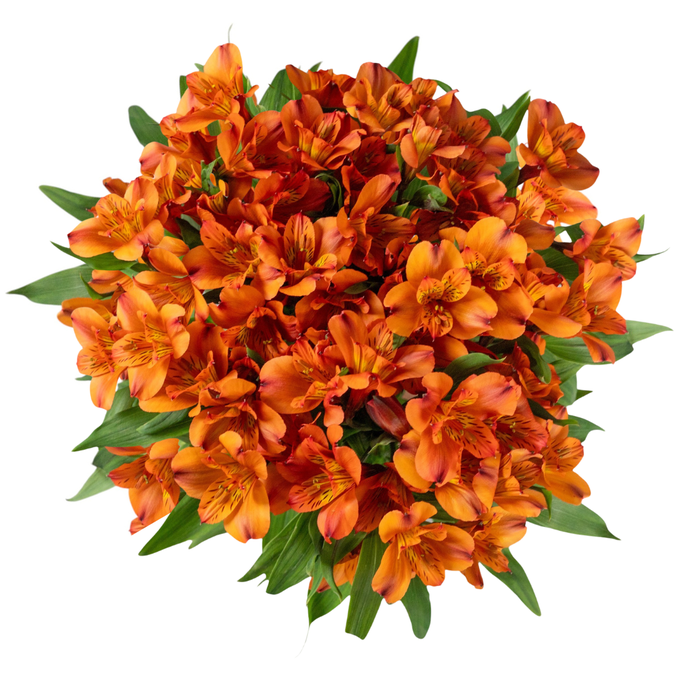 <h4>ALSTR HOT PEPPER Tessa</h4>