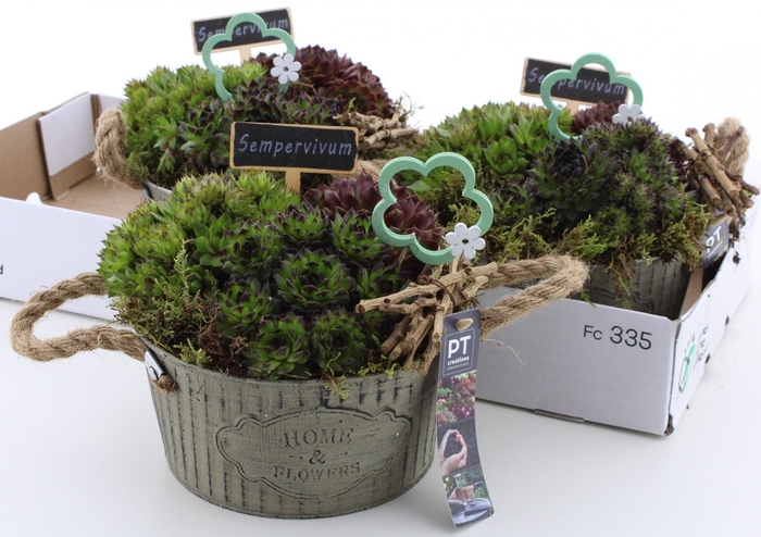 <h4>ARR SEMPERVIVUM</h4>