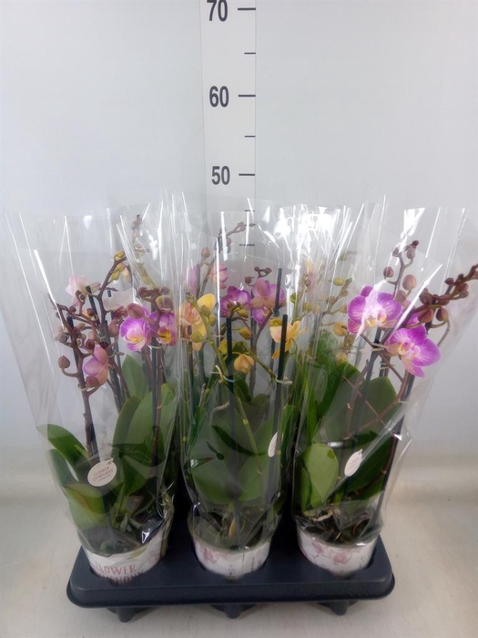 <h4>Phalaenopsis   ...mix</h4>