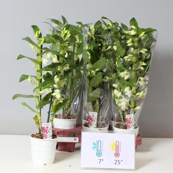 <h4>DENDR N SC APOLLON</h4>