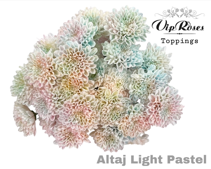 <h4>CHR T ALTAJ LIGHT PASTEL</h4>