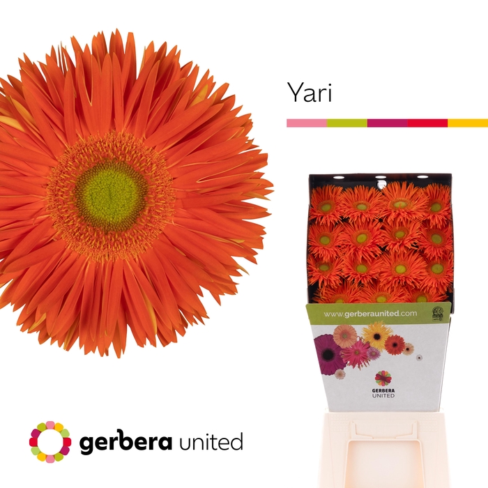 <h4>Gerbera Spider Yari Diamond</h4>