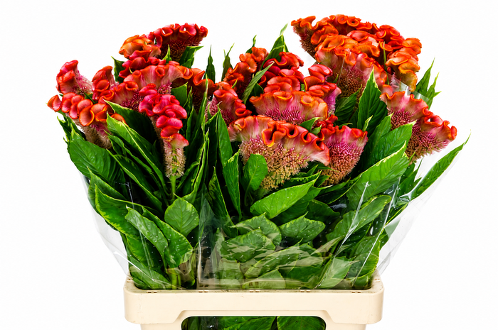 <h4>Celosia Cr Bombay Orange</h4>