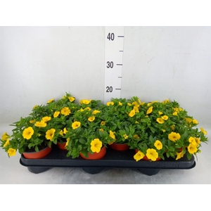 Calibrachoa  'Minifam Sun Yellow'