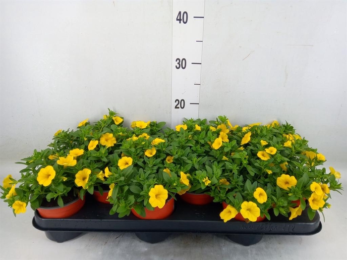 <h4>Calibrachoa  'Minifam Sun Yellow'</h4>