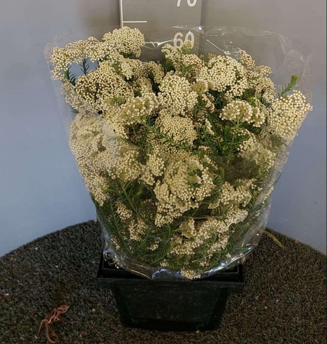 <h4>Ozoth White Bianco</h4>