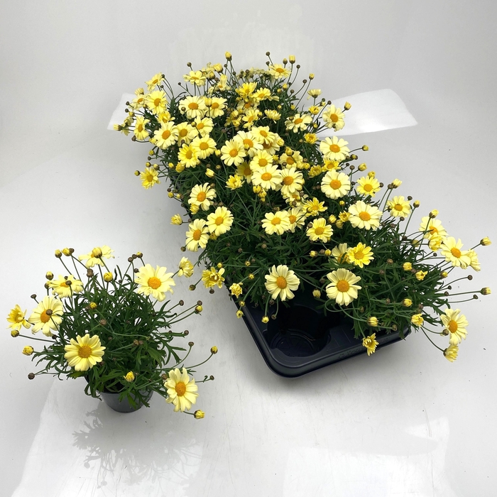 <h4>ARG LA RITA GEM</h4>