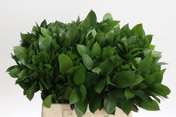 <h4>Ruscus Hypophyllum</h4>