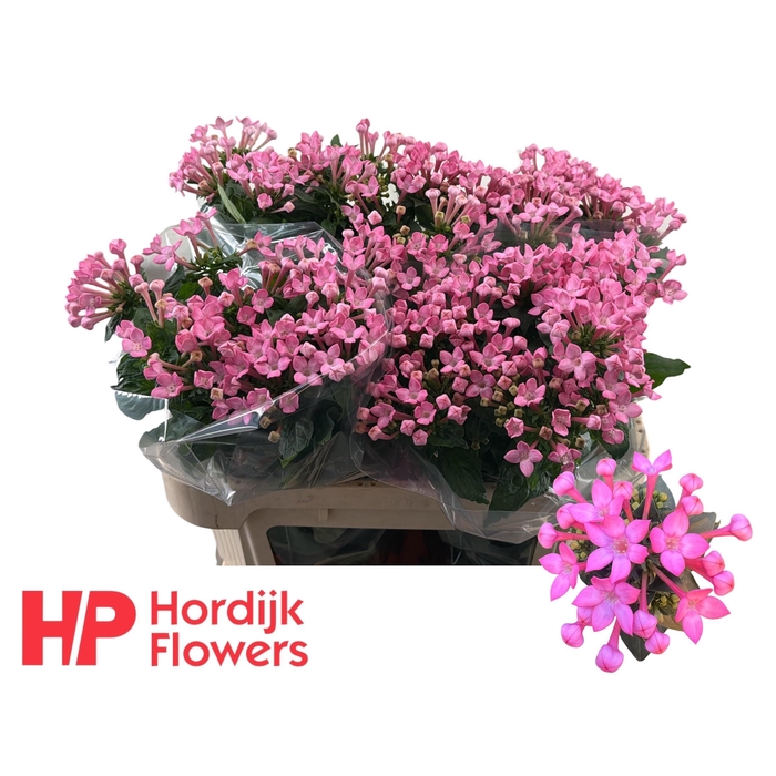 <h4>Bou En Sweet Lady</h4>