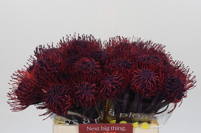 <h4>Nutans Painted Lilac</h4>