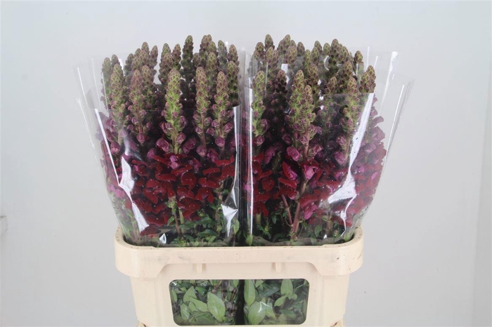 <h4>ANTIR POTO RED</h4>