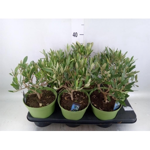 Olea europaea