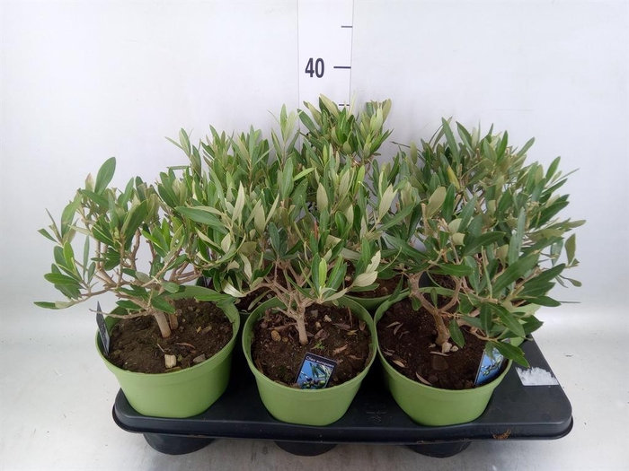 <h4>Olea europaea</h4>