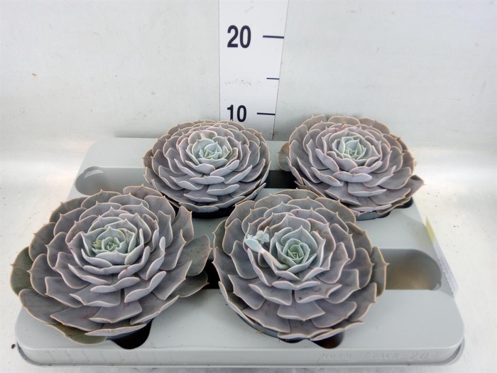 <h4>Echeveria  'Pollux'</h4>