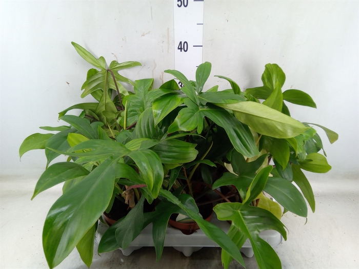 <h4>Philodendron   ...</h4>