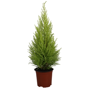 Cupressus Goldcrest Wilma - H60-65