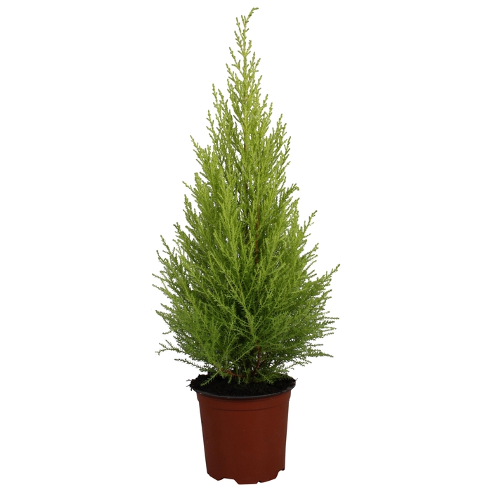 <h4>Cupressus Goldcrest Wilma</h4>