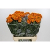 Tagetes Marigold Promise Orange