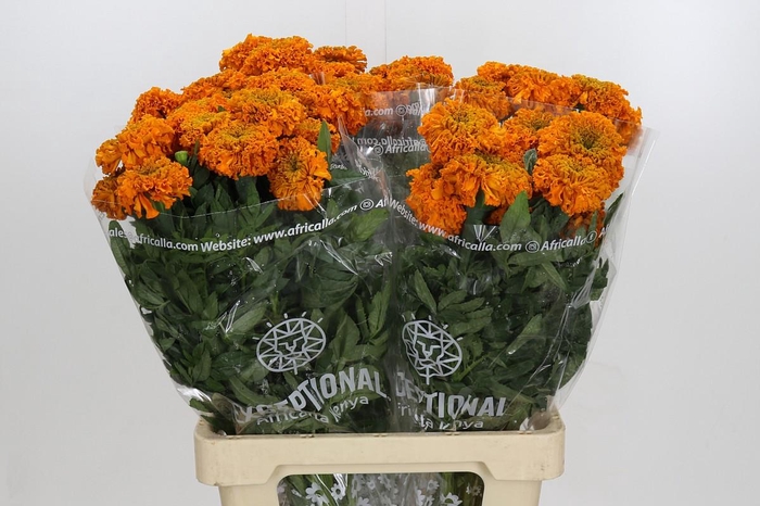 <h4>Tagetes Marigold Promise Orange</h4>