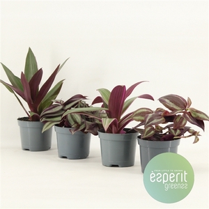 Tradescantia Mix 3-4 srt.