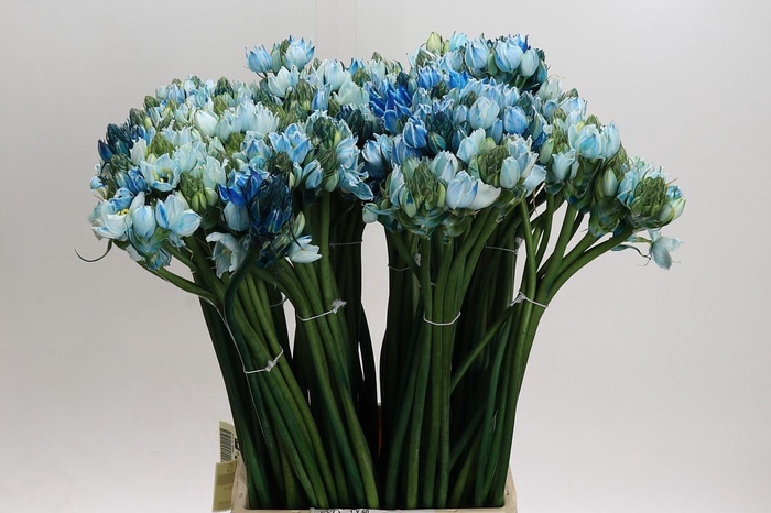 Ornithogalum coloured H%