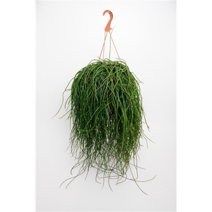 Rhipsalis Floccosa