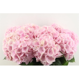 Hydr M Verena Pink 65-21