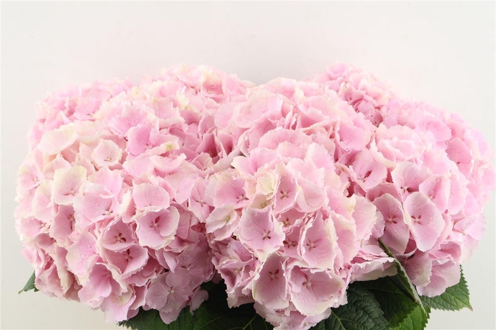 <h4>Hydr M Verena Pink 65-21</h4>