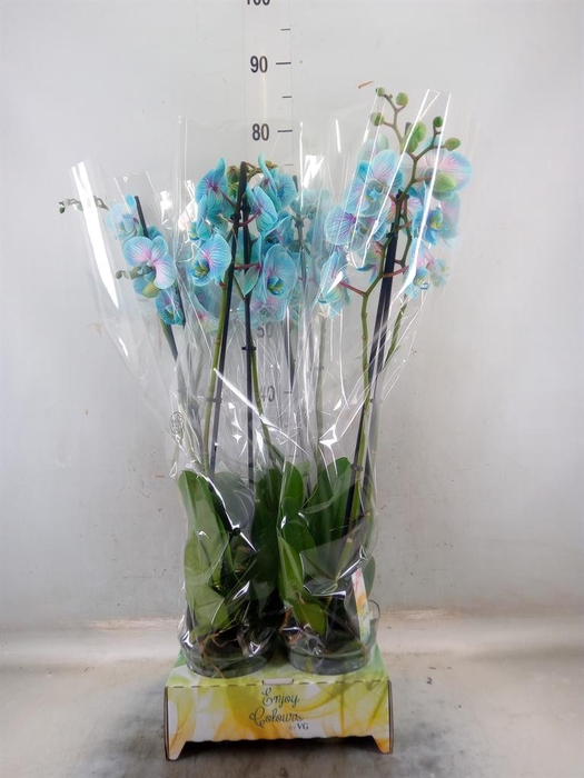 <h4>Phalaenopsis ...</h4>