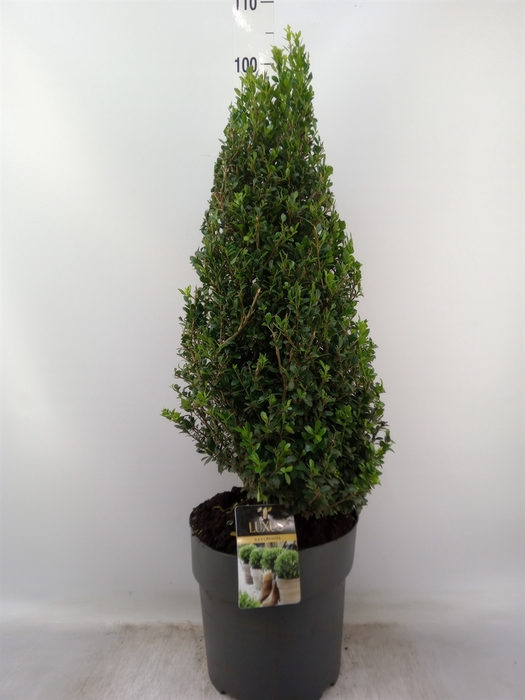 <h4>Ilex crenata 'Luxus Globe'</h4>
