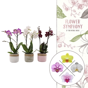 Flower Symphony | Mix in Pastel cement keramiek | Phal. 2 spike