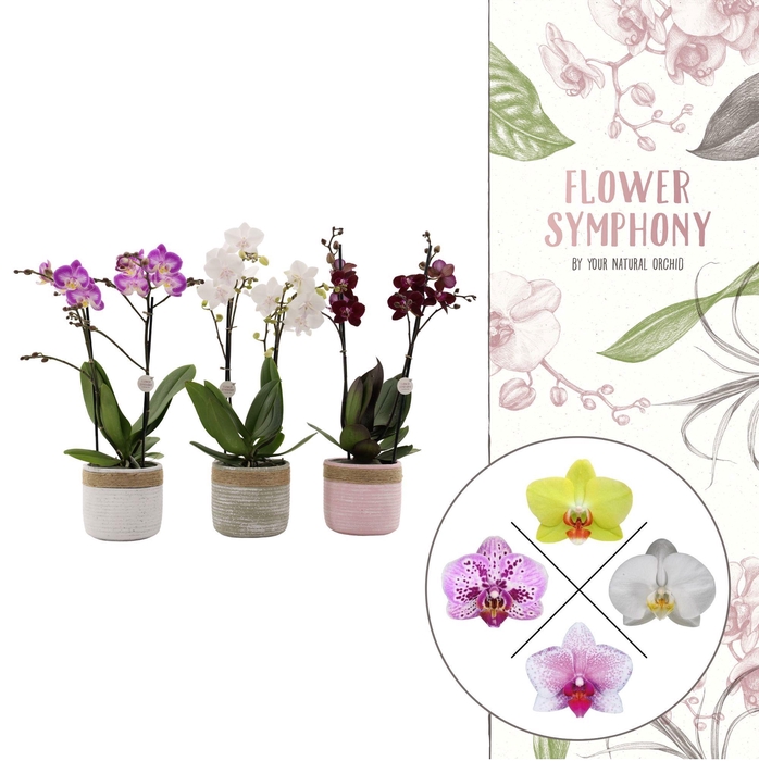 <h4>Flower Symphony | Mix in Pastel cement keramiek | Phal. 2 spike</h4>