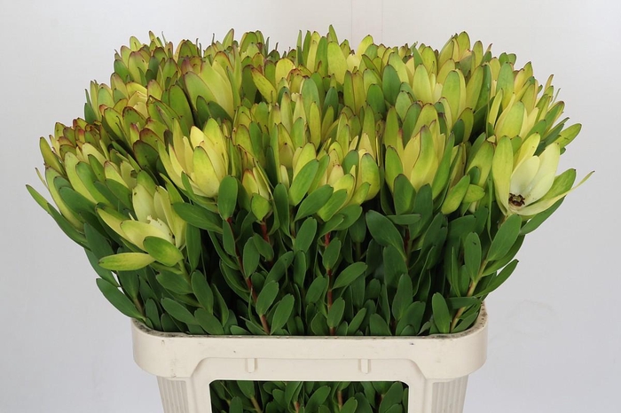 <h4>Leucadendron Goldstrike</h4>