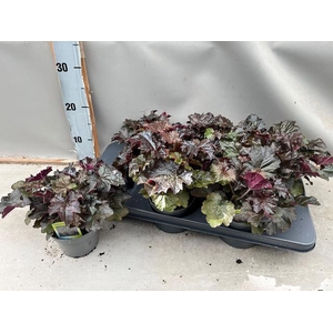 HEUCH MI PALACE PURP