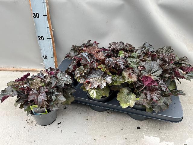 <h4>HEUCH MI PALACE PURP</h4>