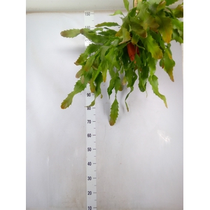 Lepismium houlletianum