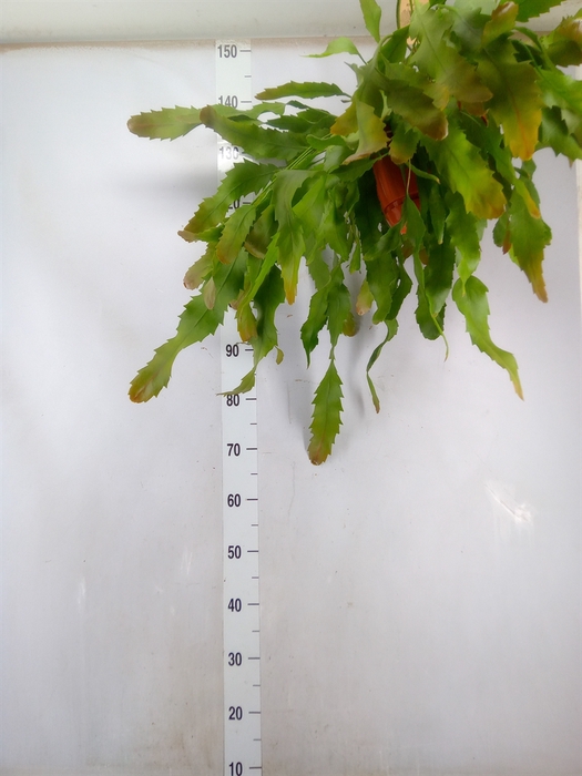 <h4>Lepismium houlletianum</h4>