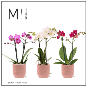 Phalaenopsis Love Mix 2 spike - 9cm in Tala Pink | Mimesis