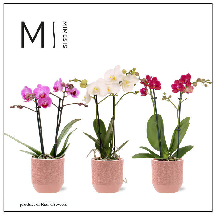 <h4>Phalaenopsis Love Mix 2 spike - 9cm in Tala Pink | Mimesis</h4>