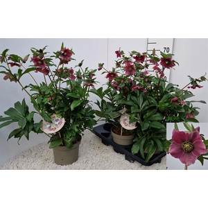 Helleborus Viv Eloisa 19Ø 65cm 20fl