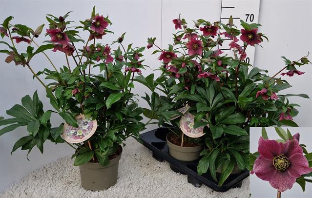 Helleborus Viv Eloisa 19Ø 65cm 20fl